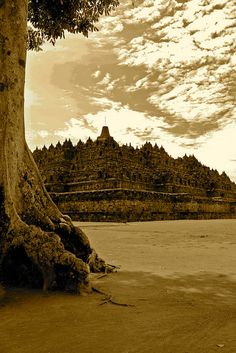 a large tree sitting on top of a sandy beach