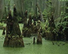 a swamp filled with lots of trees covered in green mossy water and surrounded by tall trunks