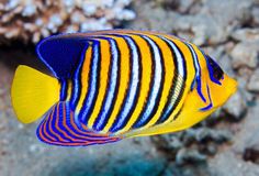 a blue and yellow striped fish in the water