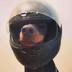 a dog wearing a motorcycle helmet with its nose sticking out from behind it's face