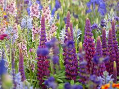 many different colored flowers in a field