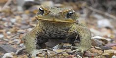 a close up of a frog sitting on rocks and gravel with its eyes wide open