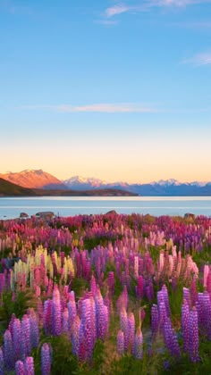 a field full of purple flowers with mountains in the background