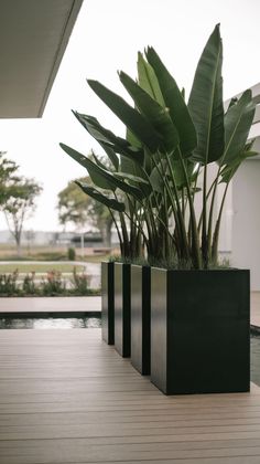 two planters with plants in them sitting on a wooden floor next to a swimming pool