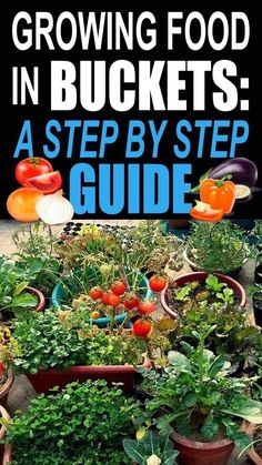 growing food in buckets a step by step guide