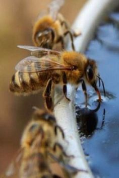 two bees drinking water from a blue bowl with one bee on it's side