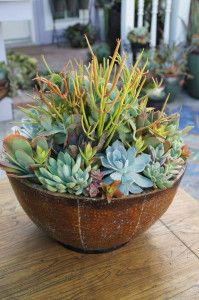 a wooden bowl filled with lots of succulents on top of a table