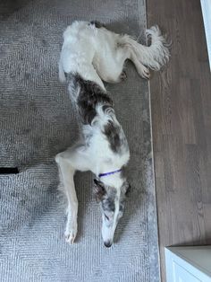 a dog laying on the floor with his head down