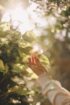 a person holding up a flower in their hand while the sun shines through the leaves