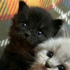 two small kittens are laying next to each other