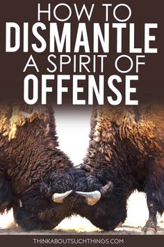 two bisons with the words how to dismandle a spirit of offense on them