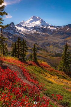 a mountain covered in snow and surrounded by trees with red flowers on the ground below