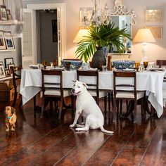 a white dog sitting on the floor in front of a dining room table