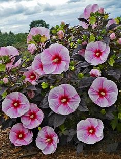 Image of Hibiscus 'Starry Starry Night' PP 27,901 Mallow Plant, Starry Starry Night, Hardy Hibiscus, Sun Perennials, Garden Shrubs