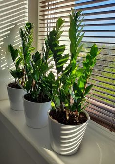 three potted plants sit on a window sill in front of the windowsill