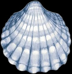 a blue and white drawing of a seashell