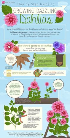 the steps to growing dazzleling dahlias info sheet is shown in this image