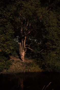 a person standing next to a tree in the woods at night with its reflection on the water