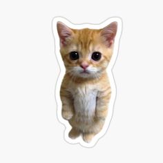 an orange and white kitten with big eyes standing upright on its hind legs sticker