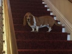 a brown and white dog standing on top of a set of red carpeted stairs