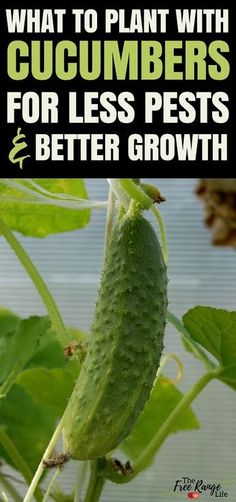 what to plant with cucumbers for less pests and better growth