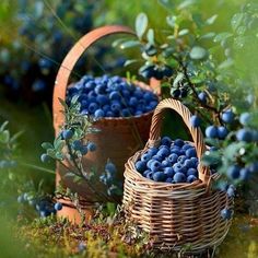 two wicker baskets filled with blueberries sit on the ground next to some bushes