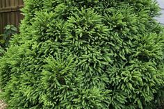 a very tall green bush in front of a house