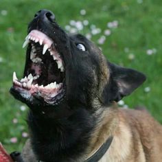 a dog with it's mouth open showing teeth