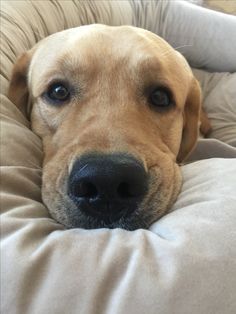 a close up of a dog laying on a pillow