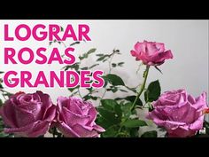 three pink roses with the words loggar roas grandes written on it in front of them