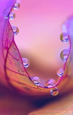 a close up view of water droplets on a purple and blue flower petals with pink background