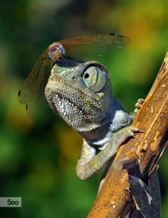 a close up of a lizard with a dragonfly on it's back end