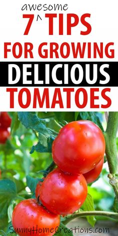 tomatoes growing on the vine with text overlay that says 7 tips for growing delicious tomatoes