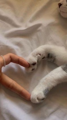 a cat laying on top of a bed next to a person's hand holding a toy