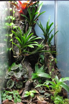 an aquarium filled with lots of plants next to rocks and dirt on the side of a wall