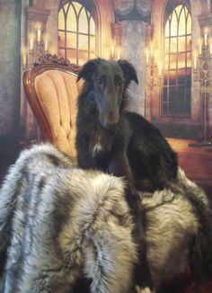 a large black dog sitting on top of a couch next to a chair with fur