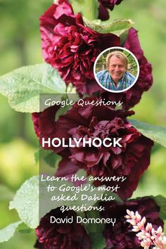 a red flower with the caption google questions hollywood learn the answers to google's most famous authors