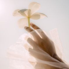 a person's hand holding a flower in the air