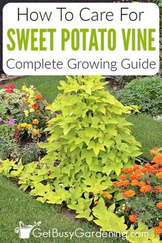 how to care for sweet potato vine complete growing guide with text overlay that reads, how to care for sweet potato vine complete growing guide