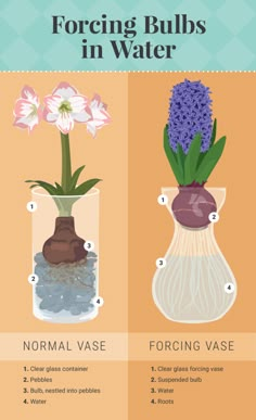 four different types of flowers in vases with the words, how to care for bulbs in water