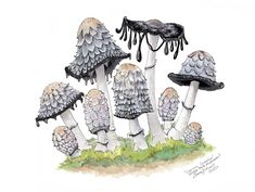 a group of mushrooms that are sitting in the grass