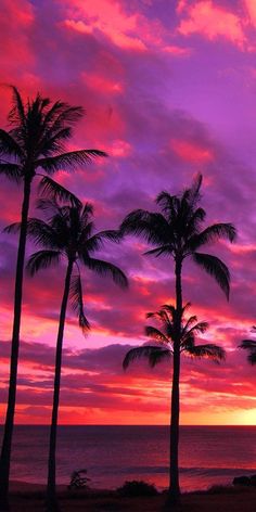 palm trees are silhouetted against the purple sky at sunset on an oceanfront beach