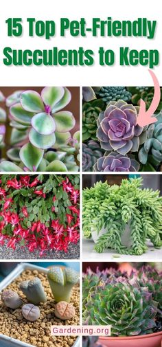 the top ten pet - friendly succulents to keep in your yard and garden