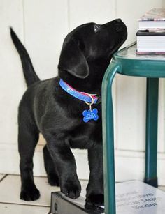 a small black dog standing on top of a table