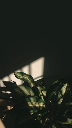 a green plant sitting on top of a wooden table