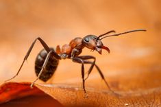 a close up of a small insect on a wooden surface