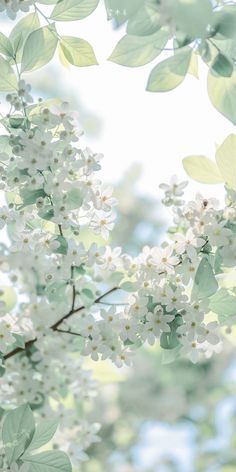 white flowers are blooming on a tree branch