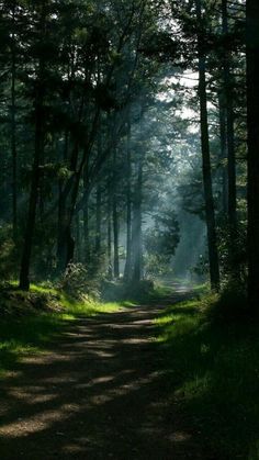 the sun shines through the trees in the forest on a dirt road surrounded by green grass