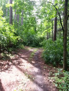 a dirt road surrounded by trees in the woods