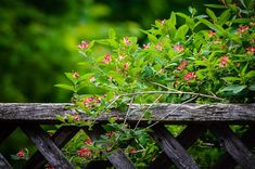 a wooden fence with pink flowers growing on it and green leaves in the back ground